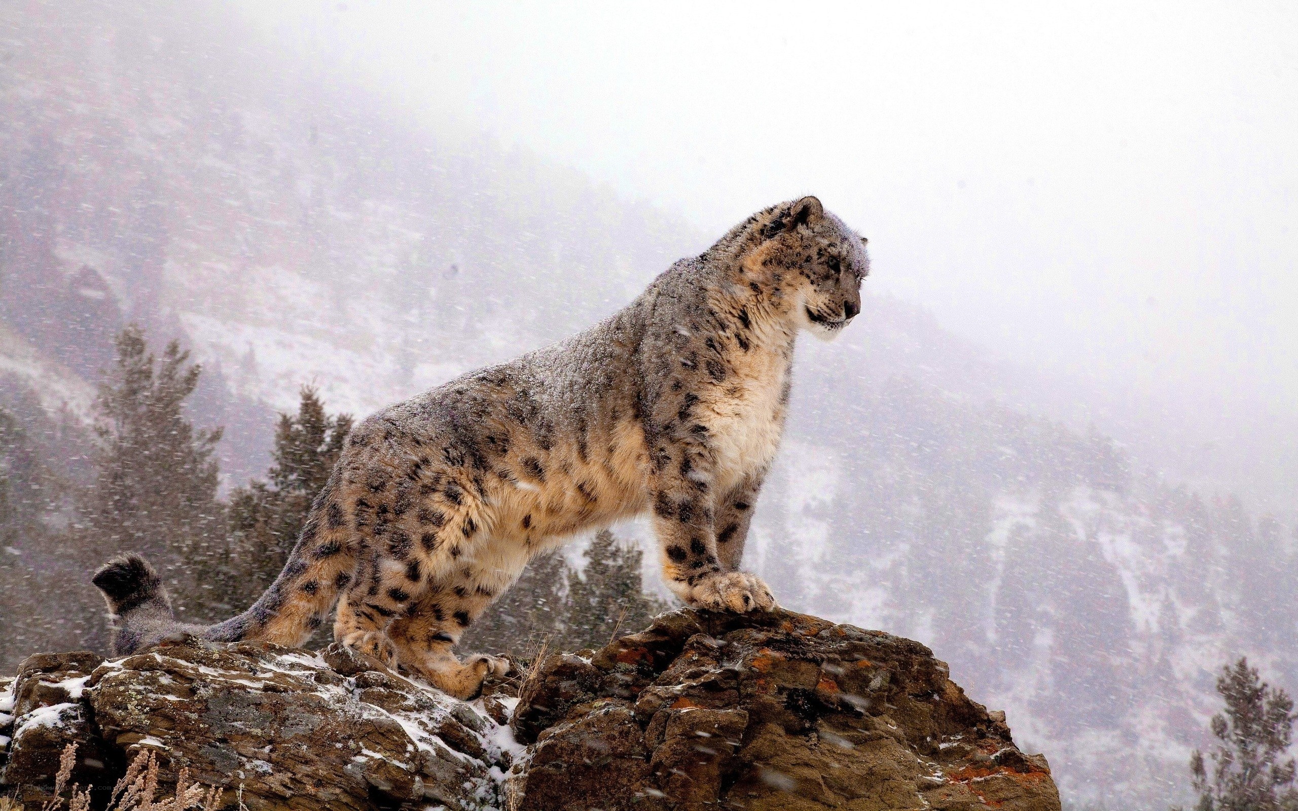 Snow leopard on a snowy mountain