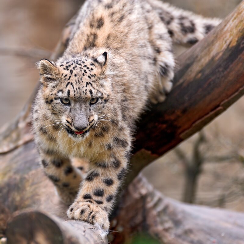 Snow leopard on a tree branch