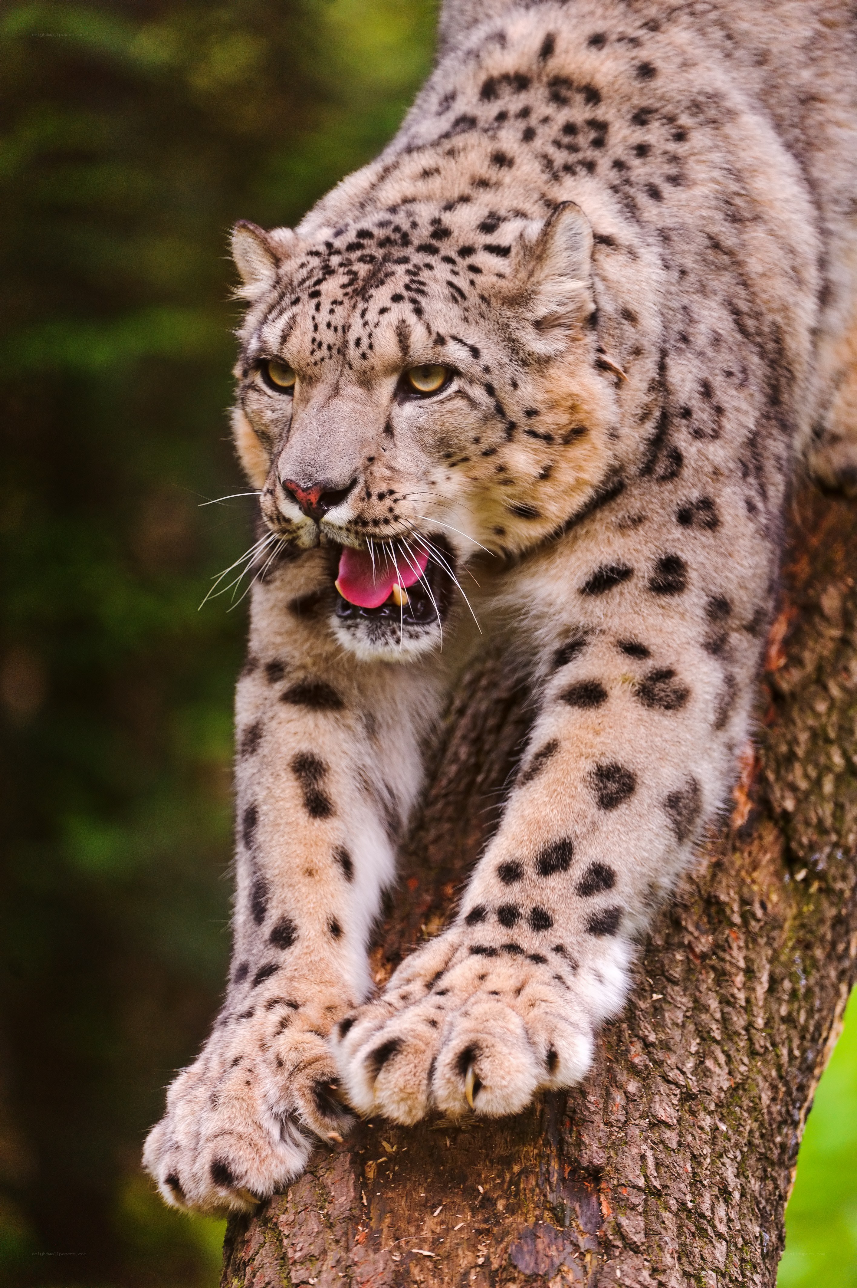Snow leopard on a tree