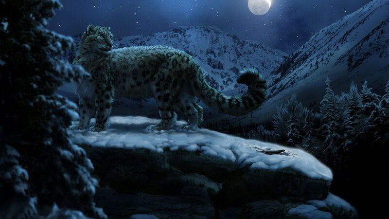 Snow Leopard on Cliff — Blue, Serene, Night