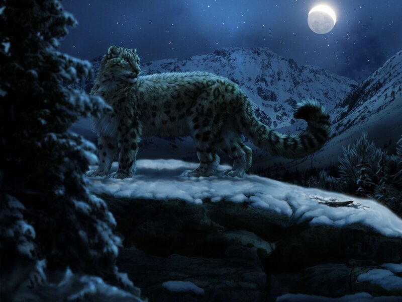 Snow Leopard on Cliff — Blue, Serene