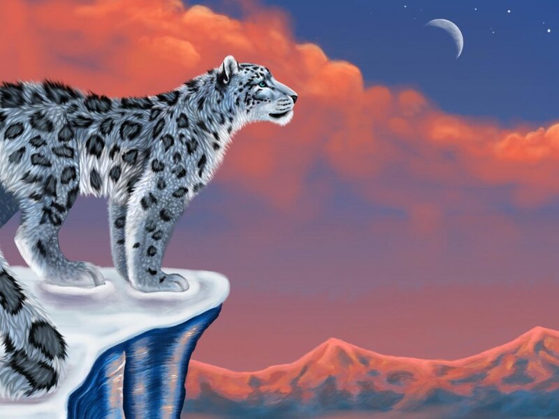 Snow Leopard on Cliff — Orange