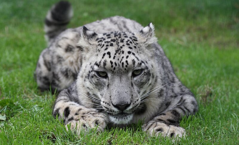 Snow Leopard on Grass — Green