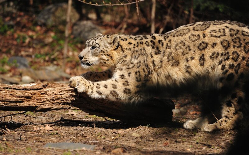 Snow Leopard on Log — Brown