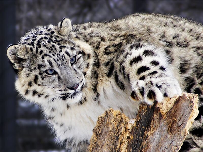 Snow Leopard on Log