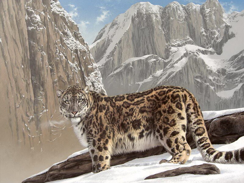 Snow Leopard on Mountain