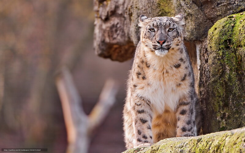 Snow Leopard on Rock — Gray, Alert, Photograph, Moss