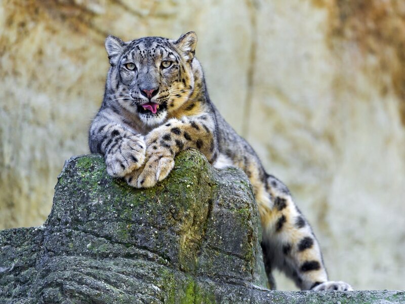 Snow Leopard on Rock — Gray, Alert, Photograph