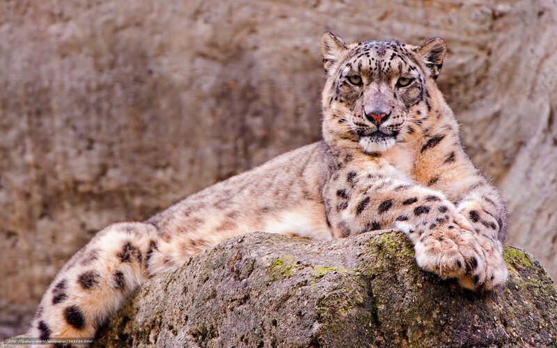 Snow Leopard on Rock — Gray, Calm, Photograph