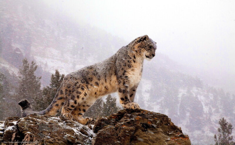 Snow Leopard on Rock — Gray, Cold, Winter