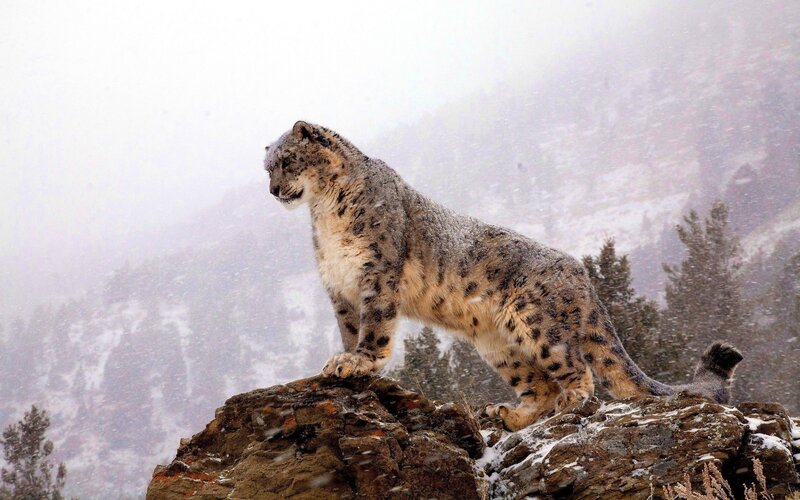 Snow Leopard on Rock — Gray, Dramatic