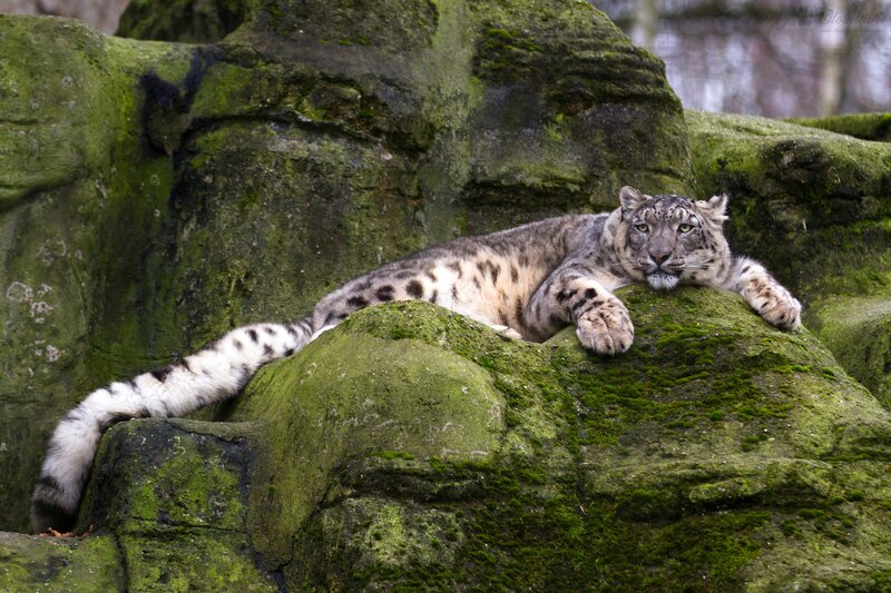 Snow Leopard on Rock — Green