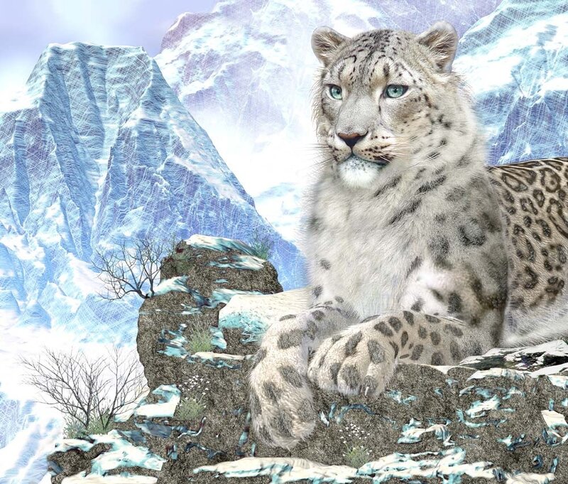 Snow Leopard on Rock