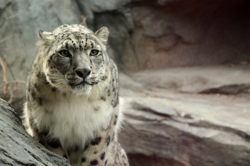 Snow Leopard on Rock — White, Alert, Photograph