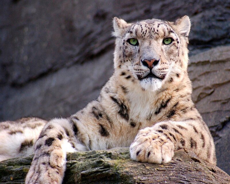 Snow Leopard on Rock — White, Alert