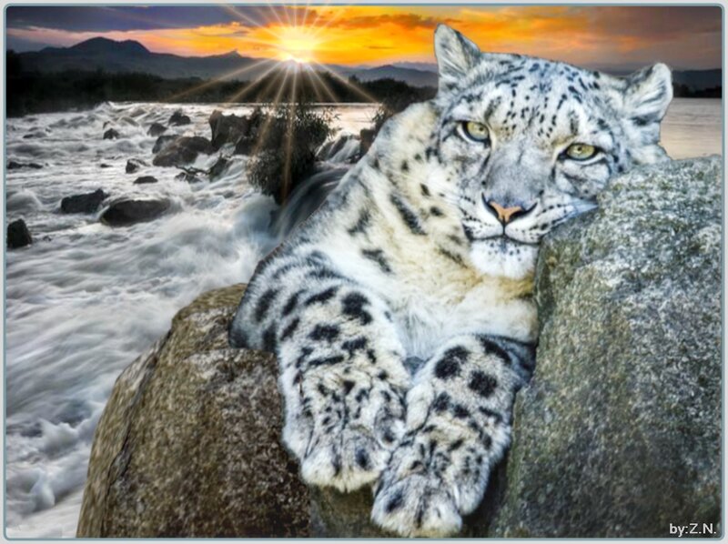 Snow Leopard on Rock — White, Dramatic, Sunset