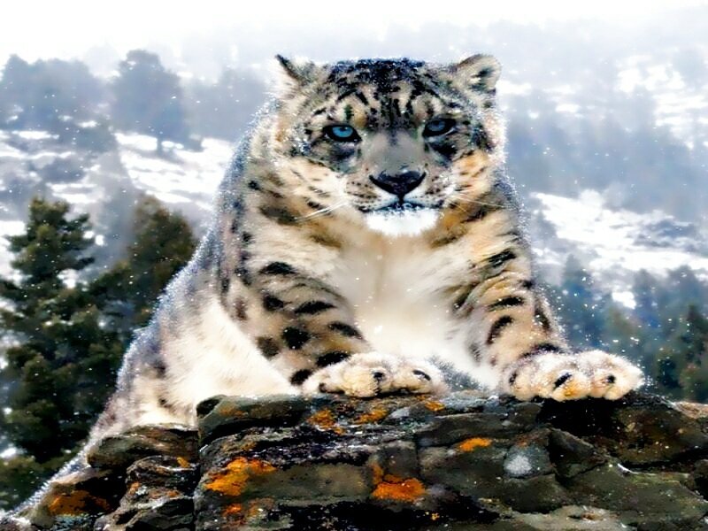 Snow Leopard on Rock — White, Dramatic
