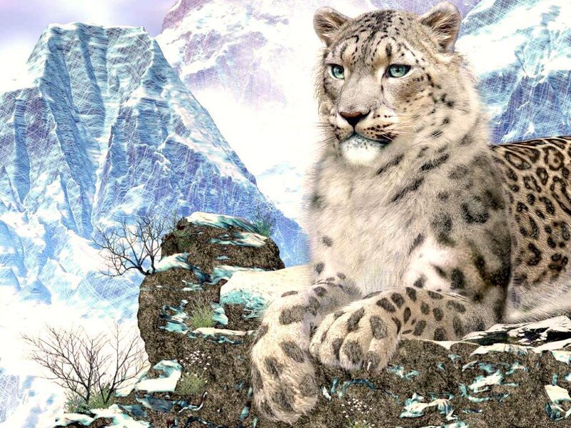 Snow Leopard on Rock — White, Dramatic, Winter
