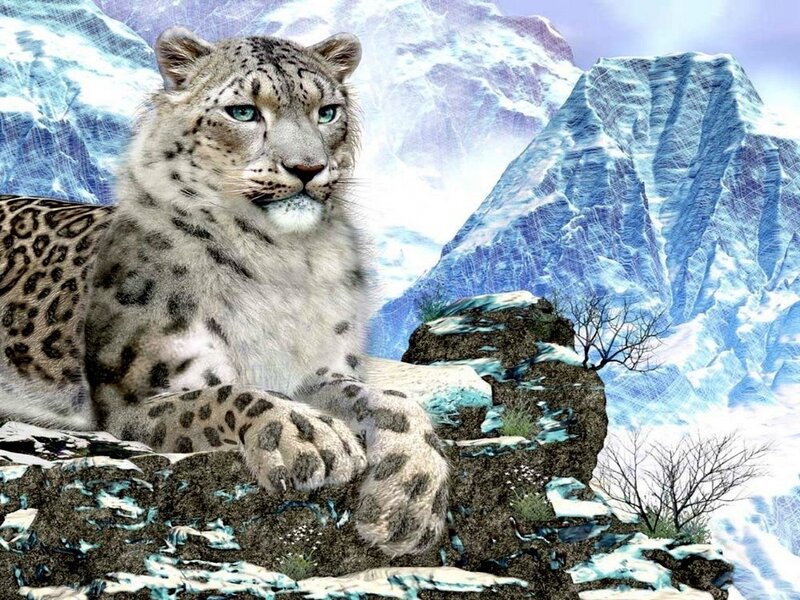 Snow Leopard on Rock — White