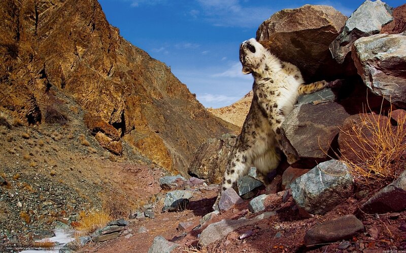 Snow Leopard on Rocks — Brown, Dramatic
