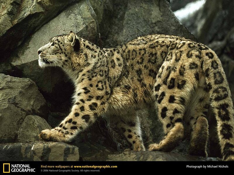 Snow Leopard on Rocks — Gray, Alert, Photograph