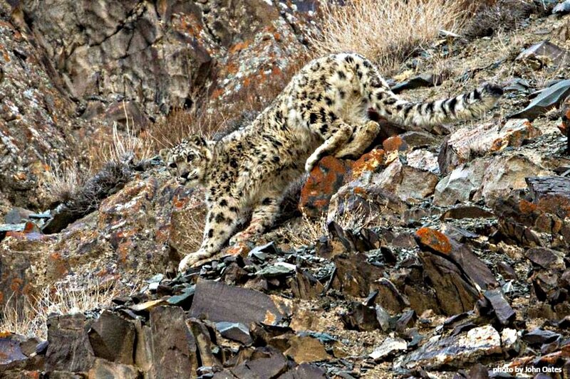 Snow Leopard on Rocks — Gray, Alert
