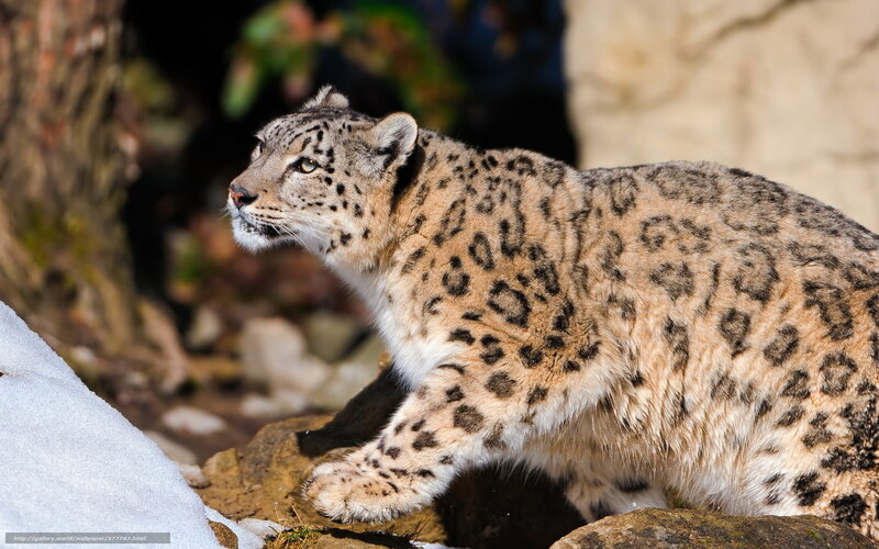 Snow Leopard on Rocks — Gray, Alert, Winter, Photograph
