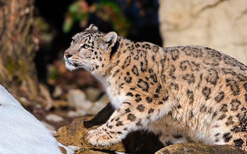 Snow Leopard on Rocks — Gray, Alert, Winter