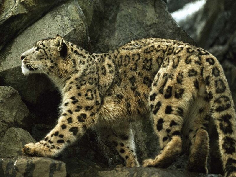 Snow Leopard on Rocks — Gray