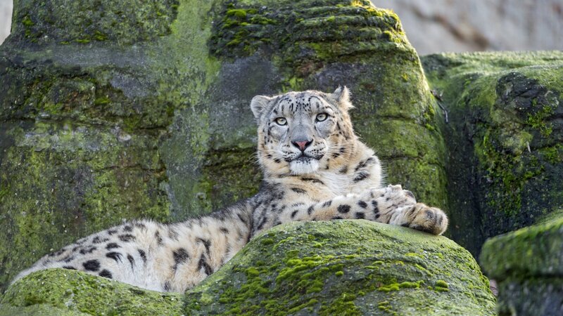 Snow Leopard on Rocks — Green