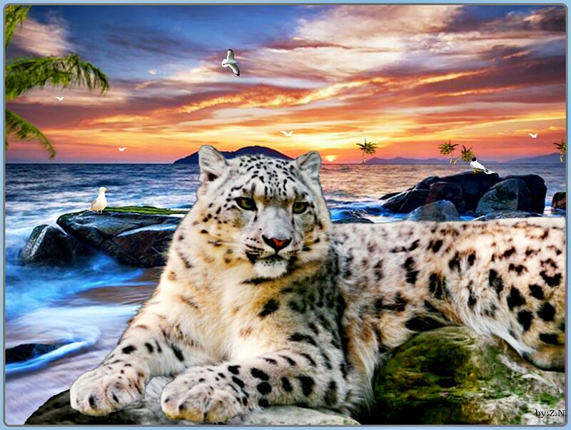 Snow Leopard on Rocks — Orange