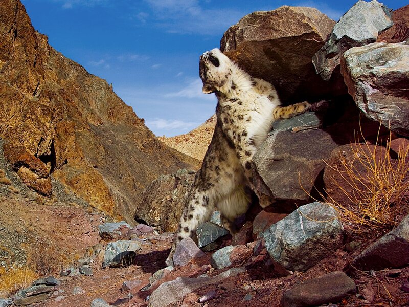 Snow Leopard on Rocks