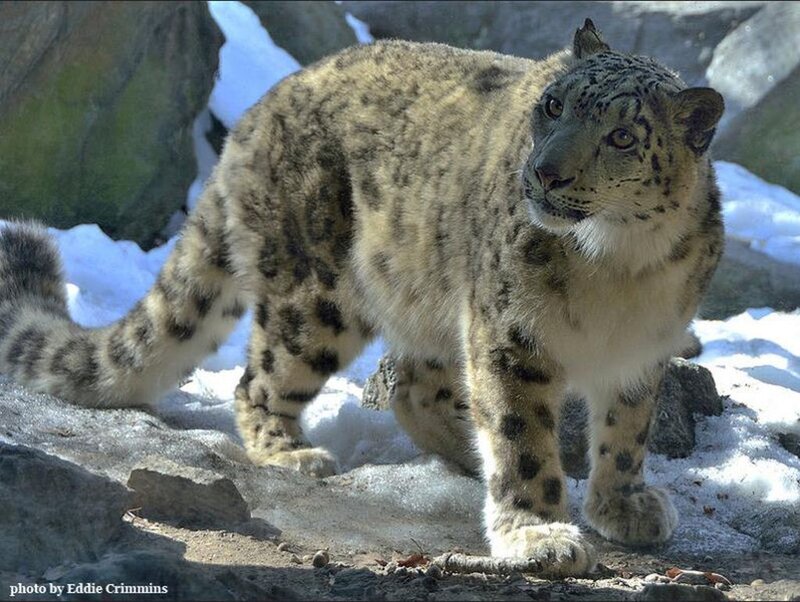 Snow Leopard on Rocks — White, Alert