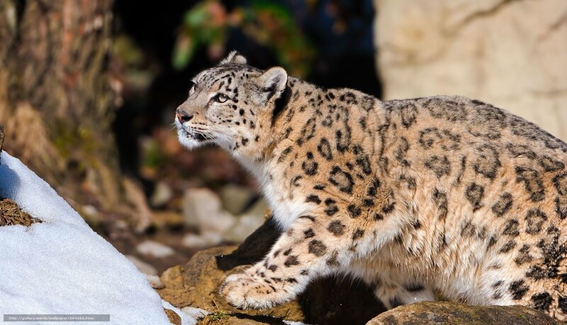 Snow Leopard on Rocks — White, Alert, Winter, Photograph