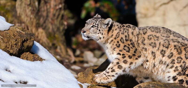 Snow Leopard on Rocks — White, Alert, Winter