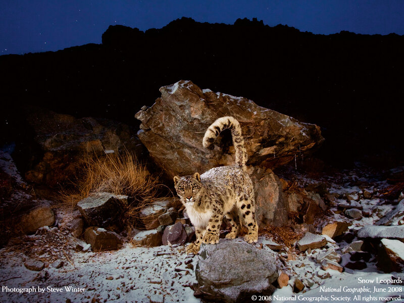 Snow Leopard on Rocks — White, Dramatic