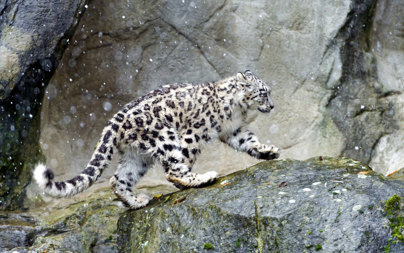 Snow Leopard on Rocks — White