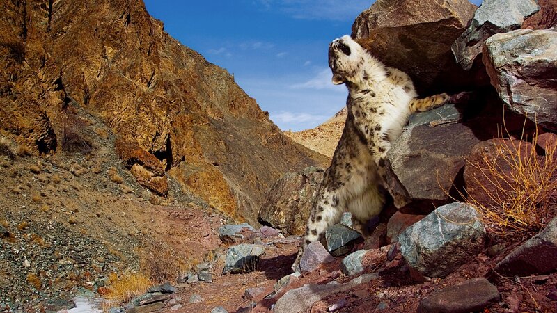 Snow leopard on rocky cliff