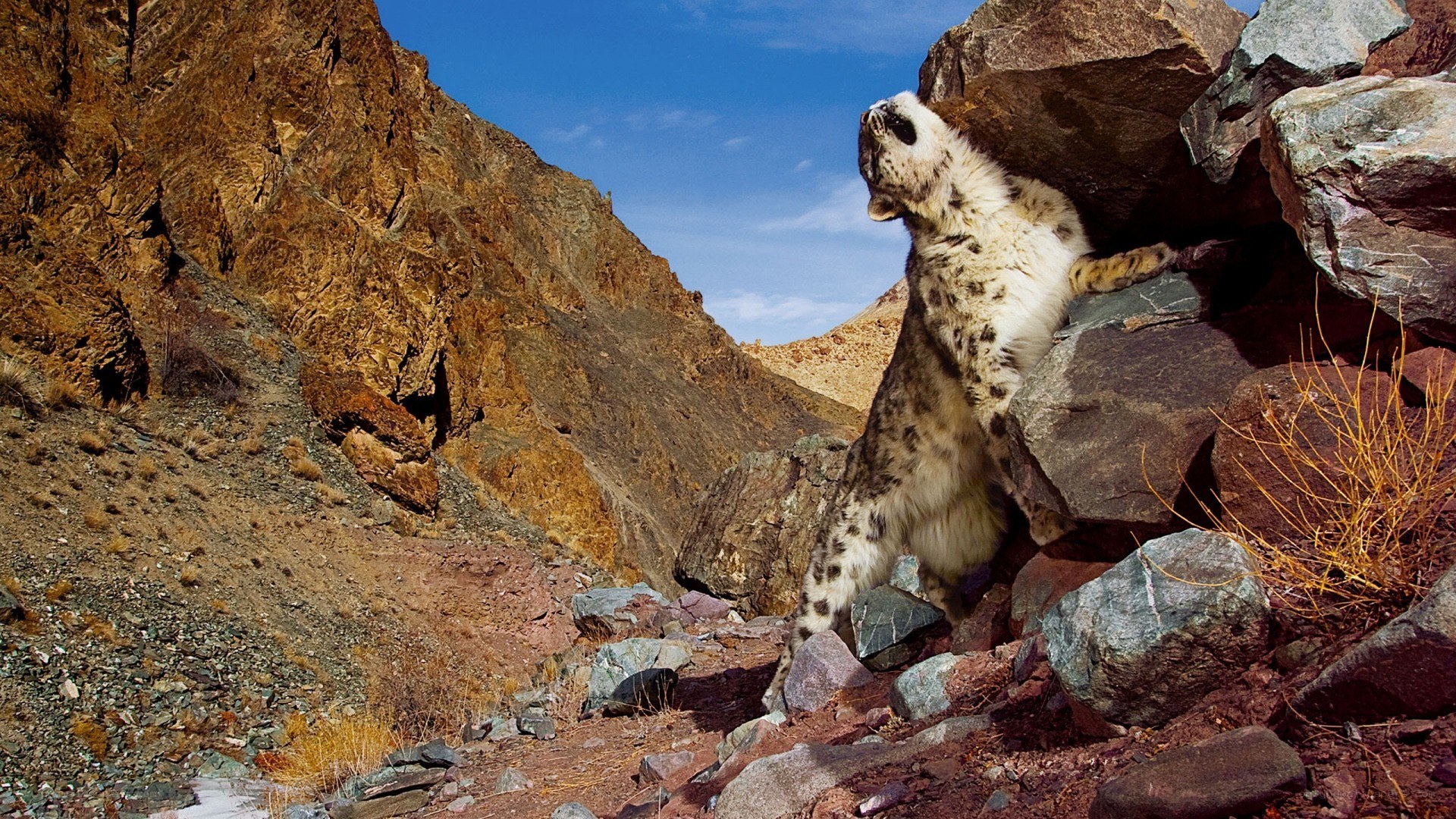 Snow leopard on rocky cliff