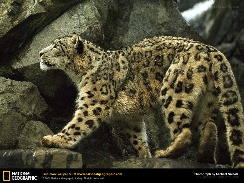 Snow leopard on rocky terrain