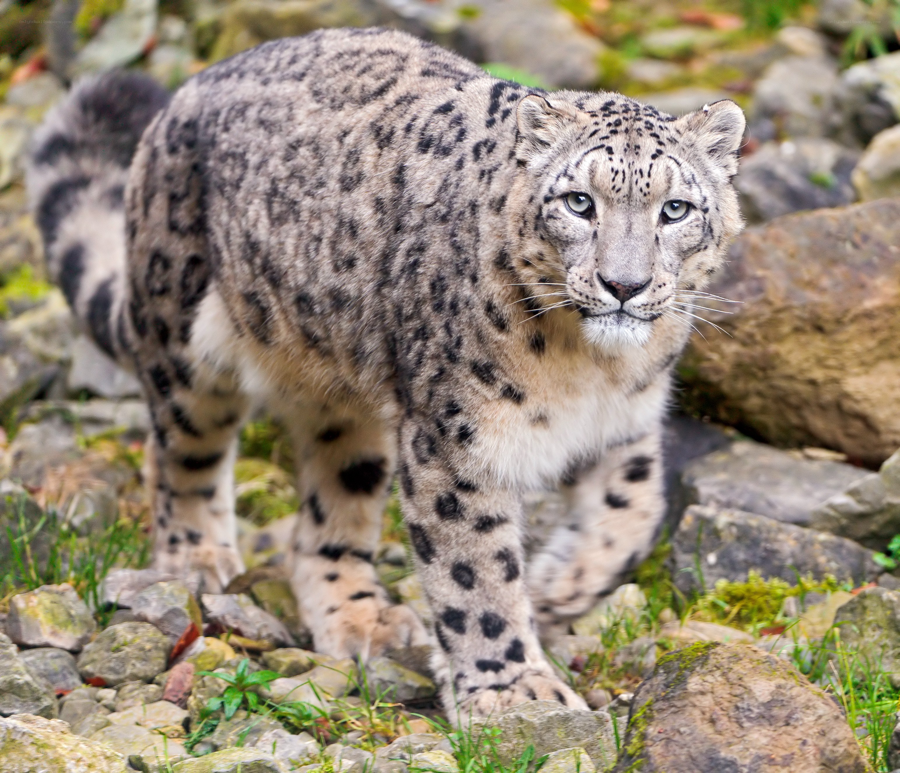 Snow leopard on rocky terrain