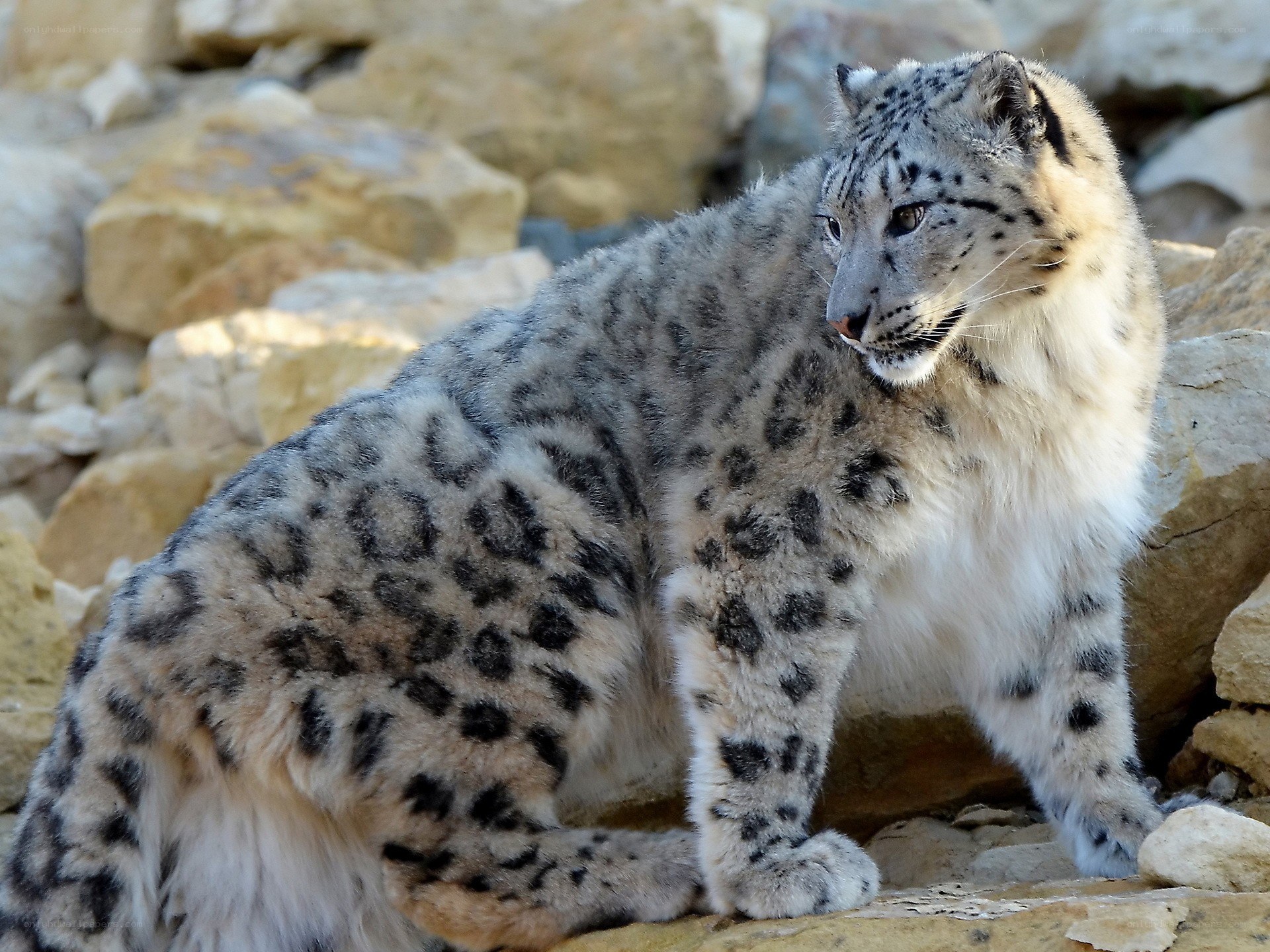 Snow leopard on rocky terrain