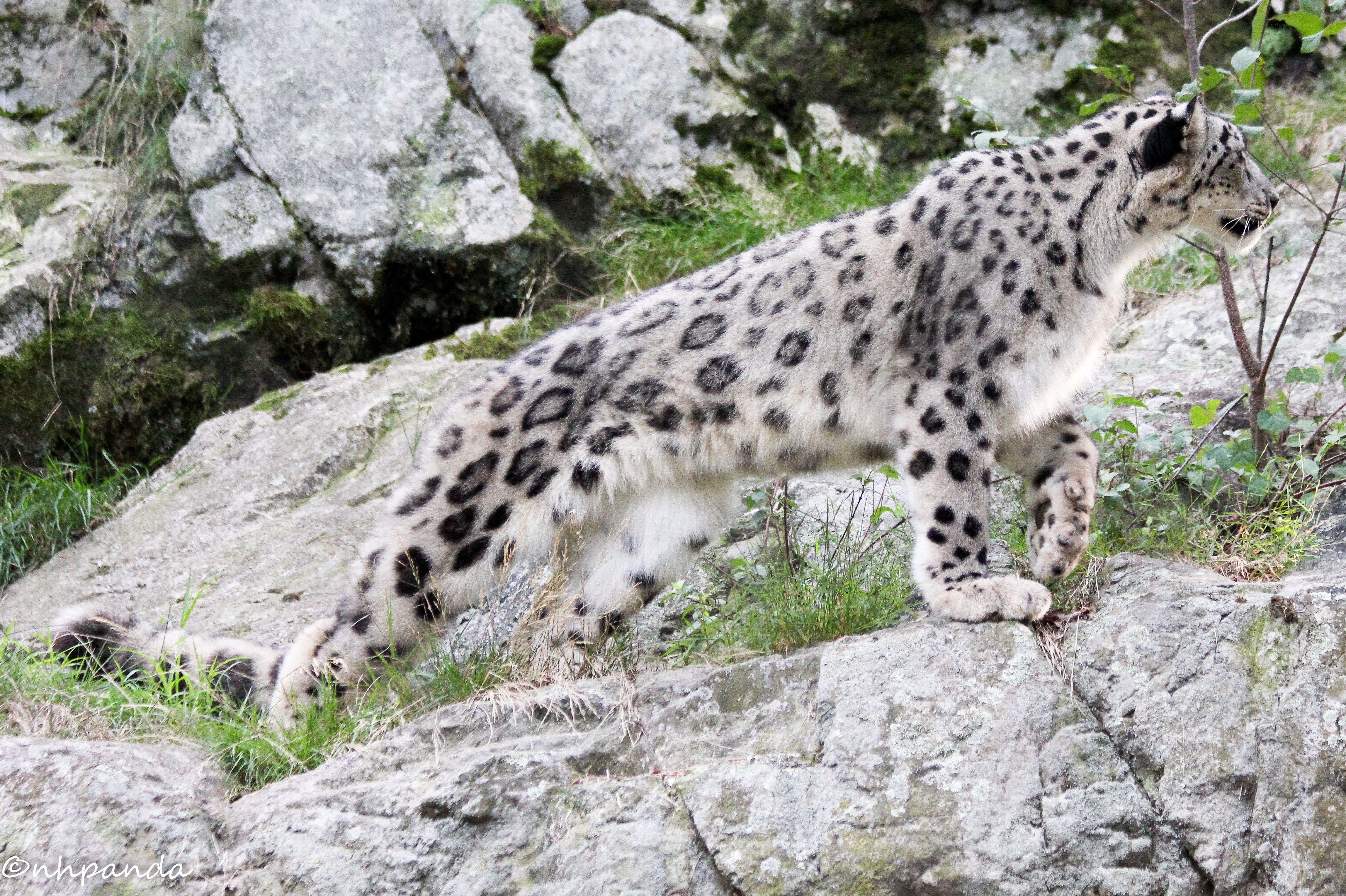 Snow leopard on rocky terrain