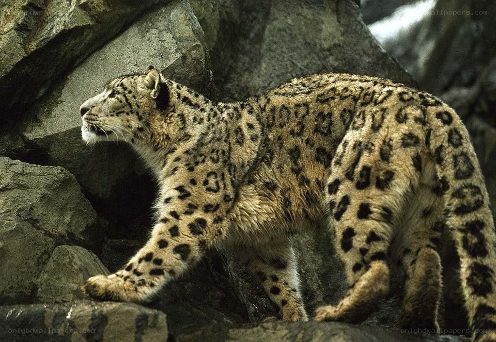 Snow leopard on rocky terrain