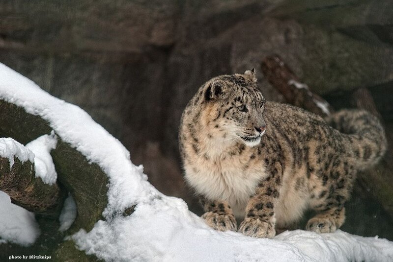 Snow Leopard on Snow