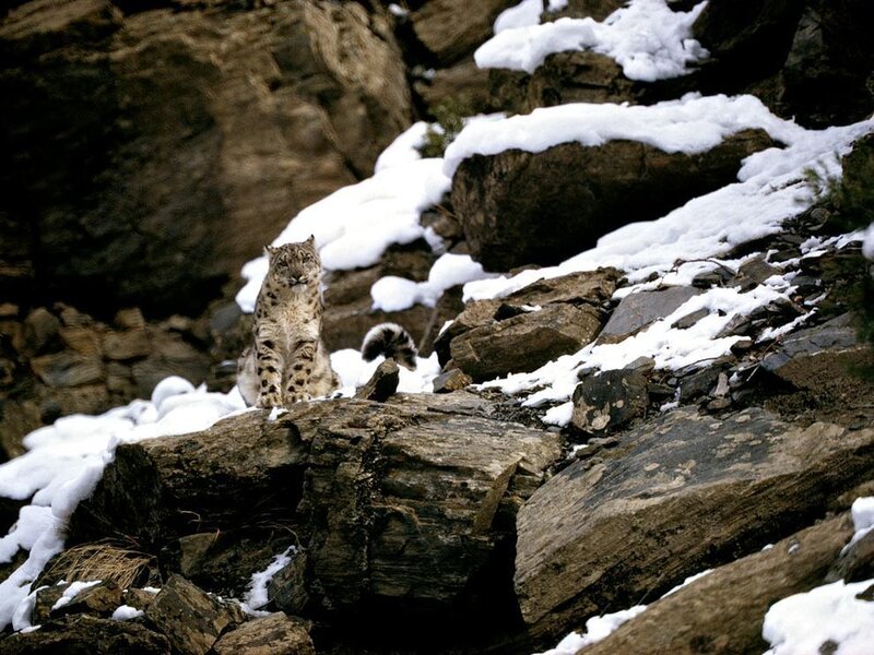 Snow leopard on snowy rocks