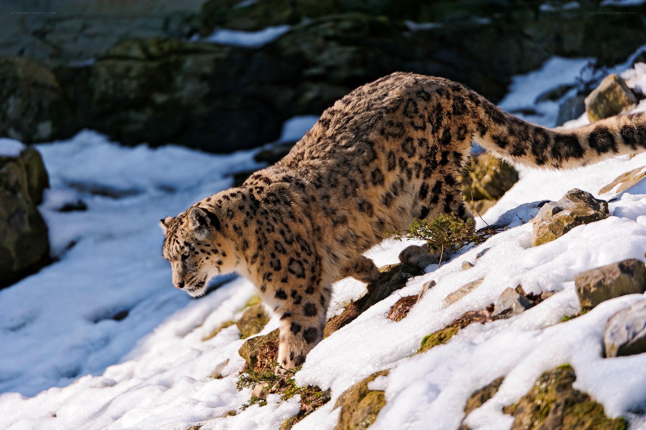 snow leopard on snowy rocks