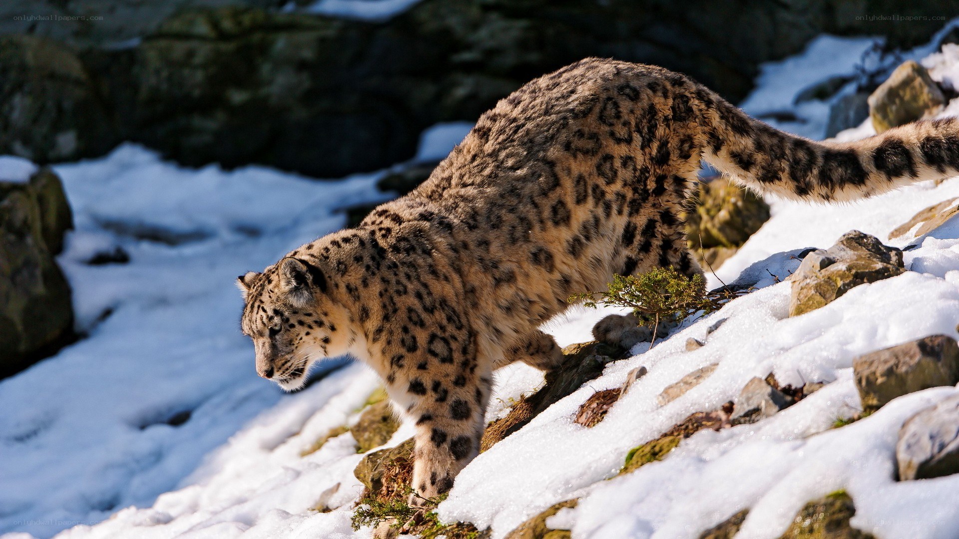 Snow leopard on snowy slope