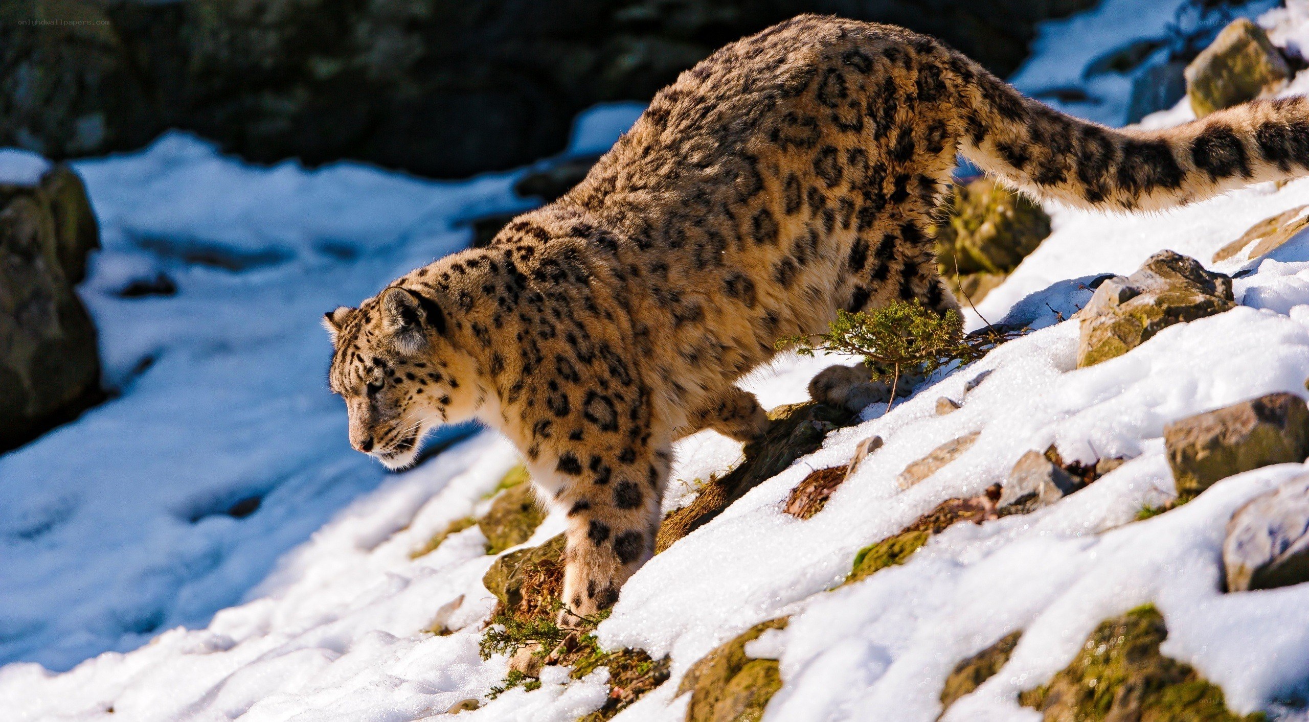 Snow leopard on snowy slope