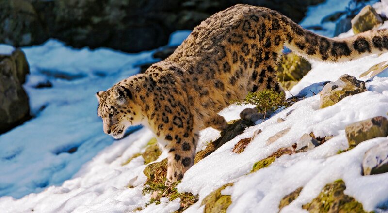 Snow Leopard on Snowy Slope — White, Alert
